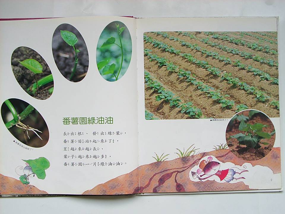 番薯 (05),绘本,绘本故事,绘本阅读,故事书,童书,图画书,课外阅读